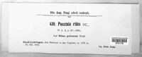 Puccinia ribis image